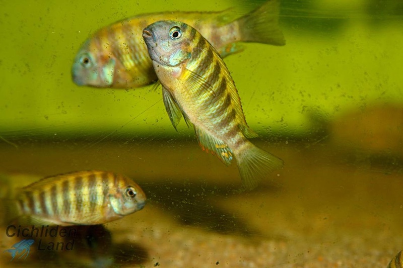 Tropheus sp. 'kipili' Ulwile Island